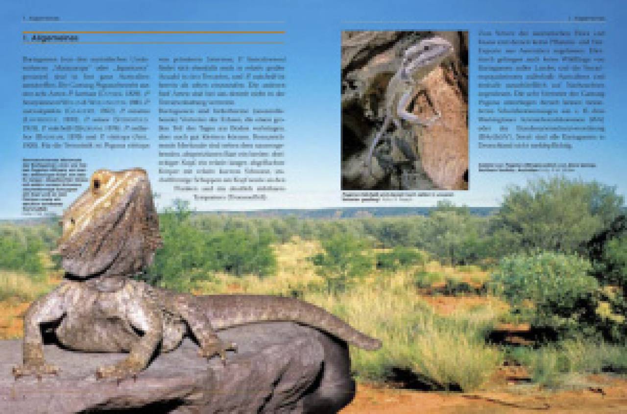 Bartagamen – Die Gattung Pogona